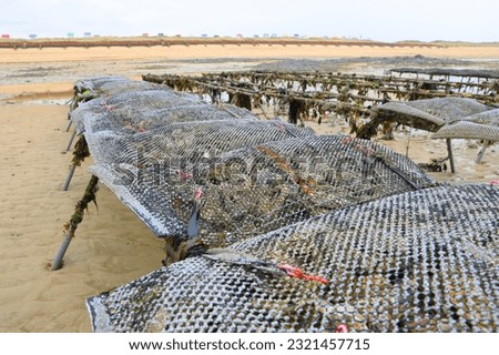 Oyster farming in Gouville-sur-Mer, La Manche, Normandy, France