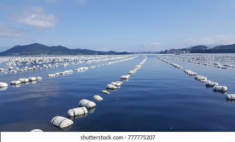 Oyster Farming, Ostreiculture