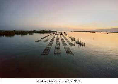 Oyster farming panel in the sea with sunrise background ,Thailand