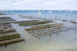 Oyster Farming, Pier Of Cap-ferret In France