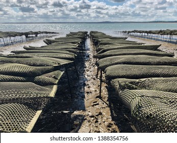 Oyster farming : oyster pouches on a beach waiting for the tide in St Trojan, Oleron Island, France