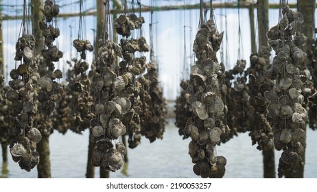 Oyster Farming In The Sea