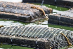 Oyster Farming And Oyster Traps, Floating Mesh Bags, Along The Damariscotta River In Maine