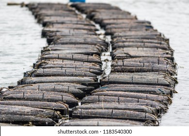 Oyster farming and oyster traps, floating mesh bags, along the Damariscotta River in Maine
