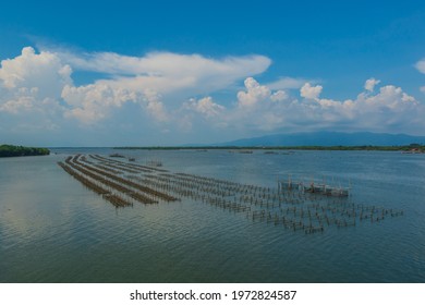 Oyster farming  with  white  clouds  on  blue  sky  in  morning  time  at  Laem  Sing  District , Chanthaburi  Province , Thailand