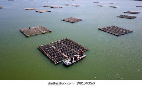 Oyster Farms In The Taiwan Strait