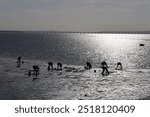 oyster harvesting, people harvesting oysters, coastline, oyster farm, seafood harvesting, low tide, coastal activity, shellfish harvesting, oyster harvesters, seafood industry, beach work, fishing vil