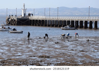 oyster harvesting, people harvesting oysters, coastline, oyster farm, seafood harvesting, low tide, coastal activity, shellfish harvesting, oyster harvesters, seafood industry, beach work, fishing vil - Powered by Shutterstock