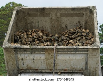 Oyster Hopper Filled With Chesapeake Bay Oysters.                               