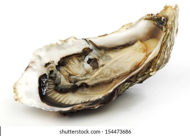 Oyster Isolated On White Background