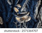 Oyster mushroom caps grow on the tree trunk.