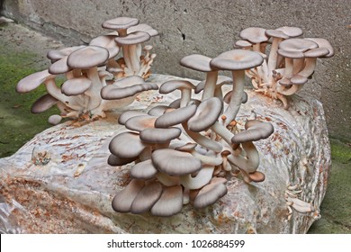 oyster mushroom cultivated in bale of sawdust with nylon to keep humidity, bunches of fresh  pleurotus ostreatus