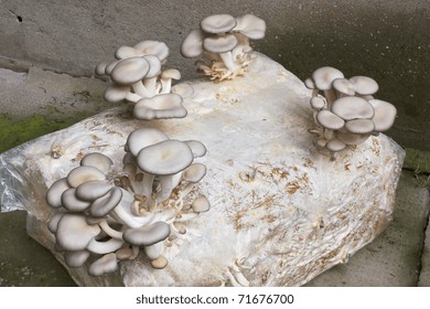 Oyster Mushroom Cultivated In Bale Of Sawdust With Nylon To Keep Humidity, Bunches Of Fresh  Pleurotus Ostreatus