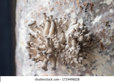 Oyster Mushroom Cultivating In Bale Of Sawdust, Bunch Of Fresh Organic Pleurotus Ostreatus, Healthy Nutrition