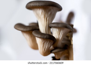 oyster mushroom fully grown. Side on shot - Shutterstock ID 2117060609