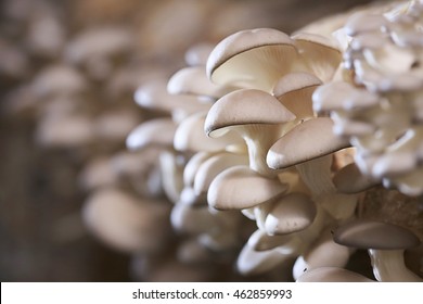 Oyster Mushroom Grow From Cultivation