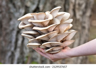 Oyster Mushroom Is Harvested From A Tree Stump. The Perfect Bunch Of Oyster Mushrooms. Source Of Beta Glucan.