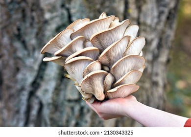 Oyster Mushroom Is Harvested From A Tree Stump. The Perfect Bunch Of Oyster Mushrooms. Source Of Beta Glucan.