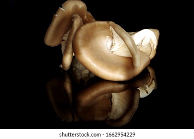 Oyster mushroom on black background with reflection