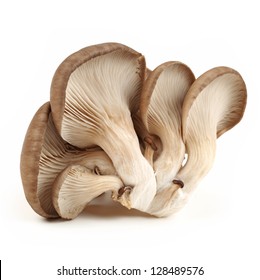 Oyster Mushroom On White Background