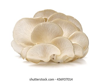 Oyster Mushroom On White Background