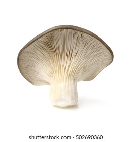 Oyster Mushroom On White Background