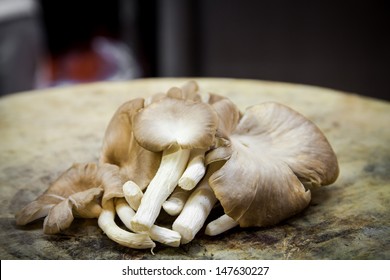 Oyster Mushroom On Wood