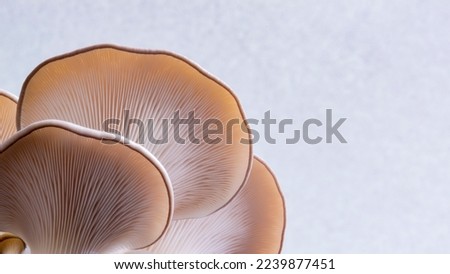 Oyster mushroom pattern copy space for design and decoration. Meat substitute vegetarian eco food. Growing mushrooms macro. Edible mushrooms texture. A bunch of mushrooms is growing.