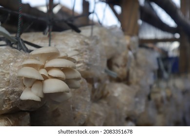 oyster mushroom photo, this photo is useful for flora website and flora blog, flora photography
 - Shutterstock ID 2083351678