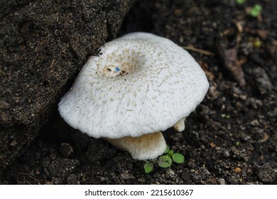 Oyster Mushroom That Can Only Grow Under Wet Wood Or Moist Soil