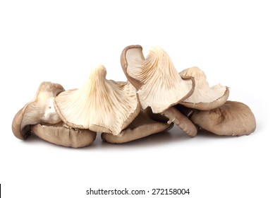 Oyster Mushrooms