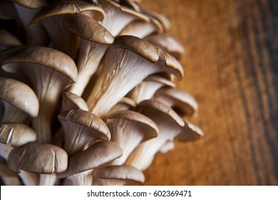 Oyster Mushrooms