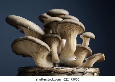 Oyster Mushrooms