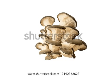 oyster mushrooms bunch. oyster mushrooms bunch. isolate on white.