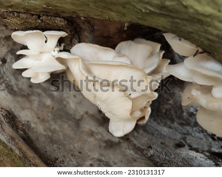 Oyster mushrooms are food fungi from the Basidiomycota group and belong to the Homobasidiomycetes class with the general characteristics of a white to cream colored fruit body and a semi-circular cap 