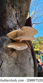 Oyster Mushrooms Fresh From Old Sacramento Peppercorn Tree