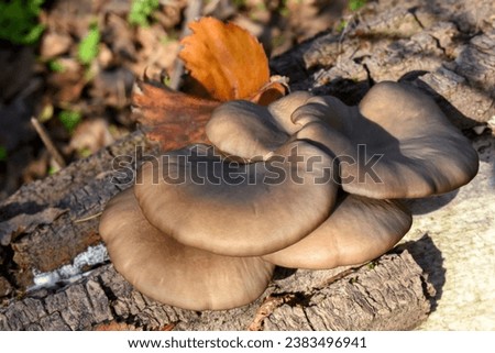 Oyster mushrooms growing from tree bark in autumn fallen leaves, close up