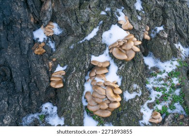 Oyster mushrooms grown on a dead tree surrounded by snow, creeping mint, and moss