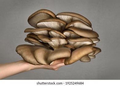 Oyster Mushrooms Has Been Hold By Hand On A Grey Background. Perfect Bunch Of Oyster Mushroom. Source Of Beta Glucan.