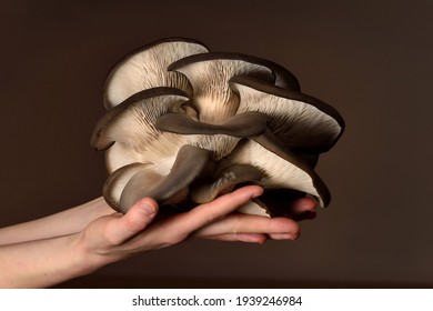 Oyster Mushrooms Has Been Hold By Hand On A Dark Background. Perfect Bunch Of Oyster Mushroom. Source Of Beta Glucan.