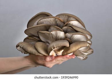 Oyster Mushrooms Has Been Hold By Hand On A Dark Background. Perfect Bunch Of Oyster Mushroom. Source Of Beta Glucan.