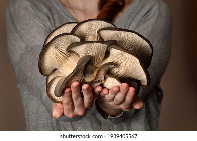 Oyster Mushrooms Has Been Hold By Hand On A Dark Background. Perfect Bunch Of Oyster Mushroom. Source Of Beta Glucan.