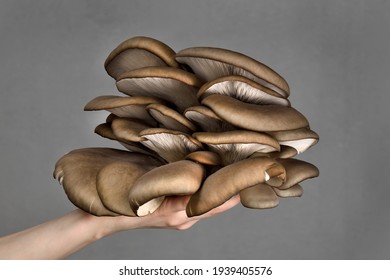 Oyster Mushrooms Has Been Hold By Hand On A Dark Background. Perfect Bunch Of Oyster Mushroom. Source Of Beta Glucan.