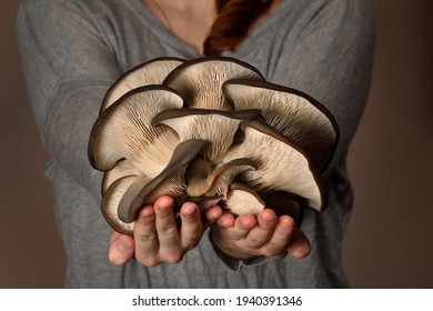 Oyster Mushrooms Has Been Hold By Hand On A Dark Background. Perfect Bunch Of Oyster Mushroom. Source Of Beta Glucan.