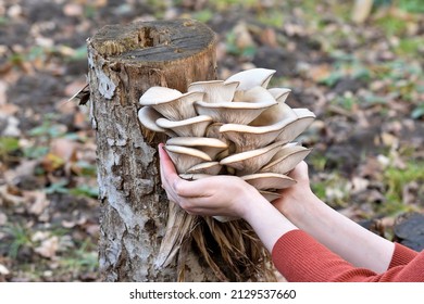 Oyster Mushrooms Has Been Hold By Hand On A Garden Background. Perfect Bunch Of Oyster Mushroom. Source Of Beta Glucan.