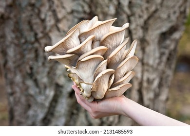 Oyster Mushrooms Has Been Hold By Hand On A Garden Background. Perfect Bunch Of Oyster Mushroom. Source Of Beta Glucan.