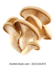 Oyster mushrooms isolated on a white background. Full clipping path.