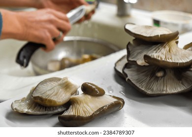 Oyster mushrooms lie on a white kitchen table. Washing mushrooms. - Powered by Shutterstock