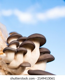 Oyster mushrooms on a background of blue sky. Grown at home in a bag with straw