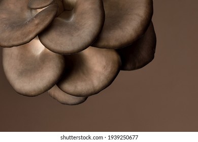 Oyster Mushrooms On A Dark Background. Perfect Bunch Of Oyster Mushroom. Source Of Beta Glucan.